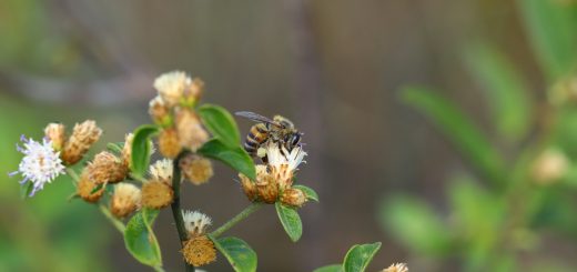 A imagem é colorida e possui fundo desfocado. No centro há uma abelha coletando o néctar de uma flor.