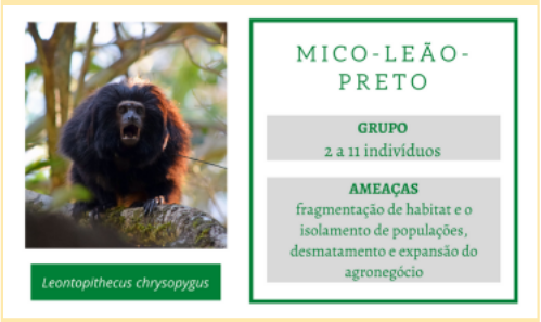 #PraTodosVerem: A imagem apresenta à esquerda uma fotografia de um mico-leão-preto. Abaixo, seu nome científico “Leontopithecus chrysopygus”. E à direita, os dizeres “mico-leão-preto”, “Grupo: 2 a 11 indivíduos”, “Ameaças: fragmentação de habitat e o isolamento de populações, desmatamento e expansão do agronegócio”