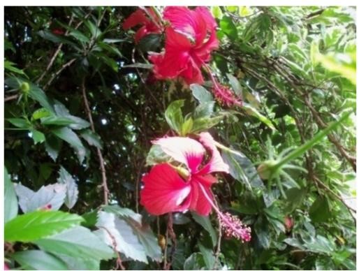 #ParaTodosVerem Fotografia de duas flores de hibisco vermelho. Atrás das flores há as folhagens verde escuro.